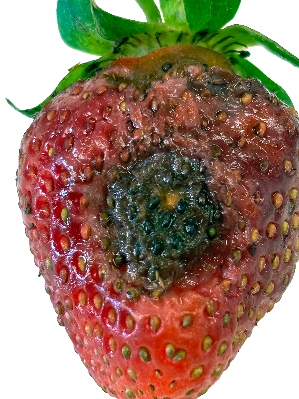 Single rotten strawberry.